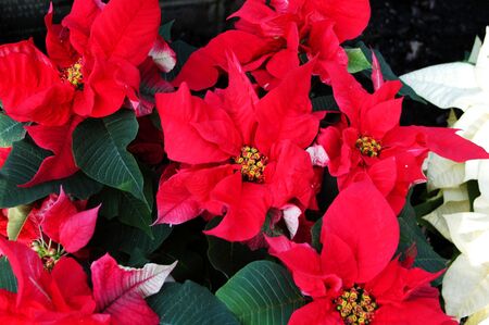poinsettia's on display in the gardenの写真素材