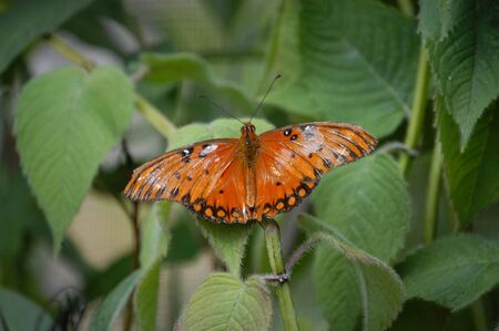 closeup of an orange butterflyの写真素材