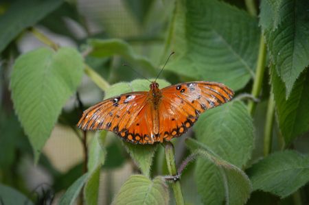 Orange butterfly seen up close on a leafの写真素材