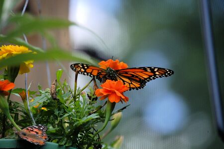 Monarch butterfly seen up closeの写真素材