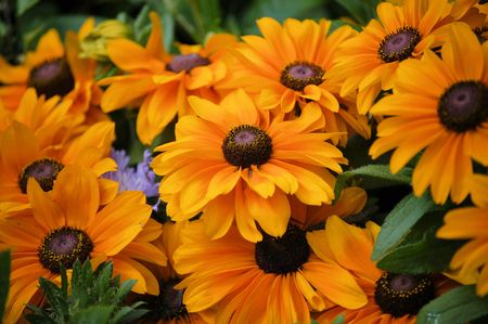 flowers seen up close in the gardenの写真素材