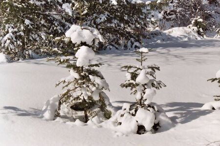 two snow covered trees in the winter timeの写真素材