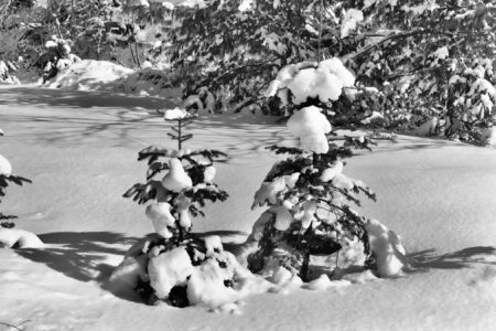 Winter scene shown in black and whiteの写真素材