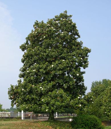           A large magolia tree in a southern cityの写真素材