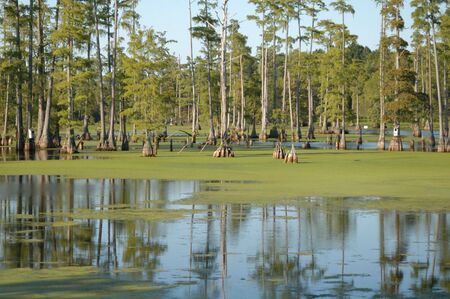 A large swamp lake in the southern united statesの写真素材