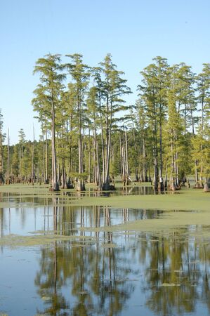  A large swamp in the southern united statesの写真素材