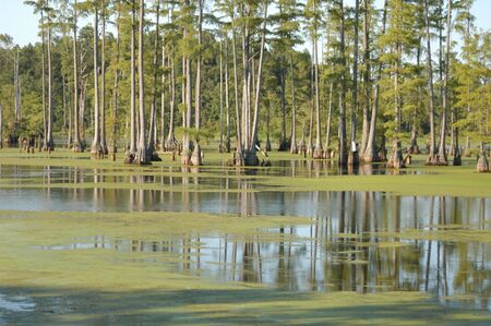A large swamp pondの写真素材