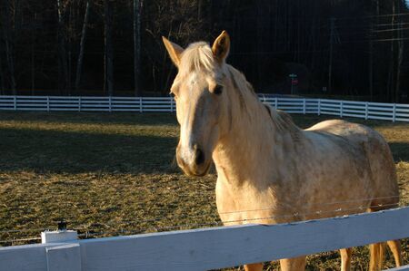 White horse on a farmの写真素材