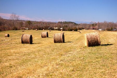 Rolled hay bales in the field ready for harvestの写真素材