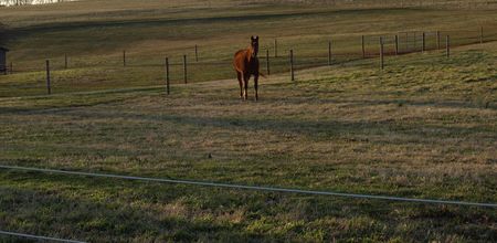 A horse on the farmの写真素材