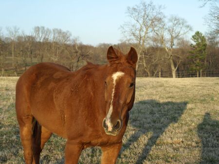 A horse on the farm in the field during the fallの写真素材