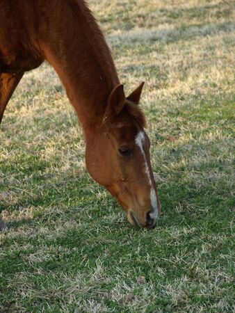 A horse eating grass on a farm in the early spring of the yearの写真素材