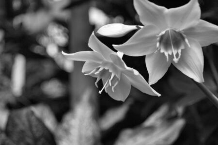 A closeup view of two white orchids in a gardenの写真素材