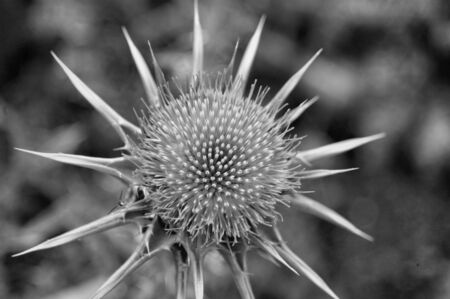A closeup of a blue flower in the spring timeの写真素材