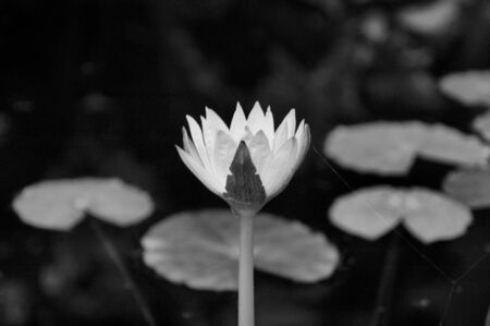 Lilly in n bloom on a pond seen at nightの写真素材