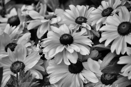 flowers seen up close in the gardenの写真素材