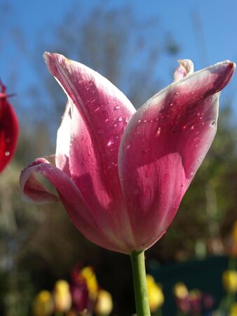 purple tulips after watering and shown up closeの写真素材