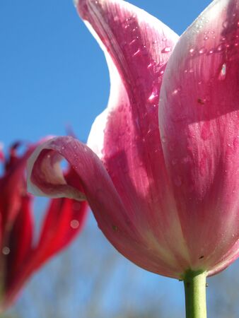 A tulip shown up closeの写真素材