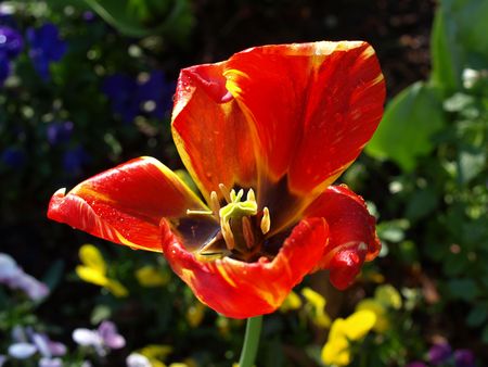 orange tulip flower shown up closeの写真素材