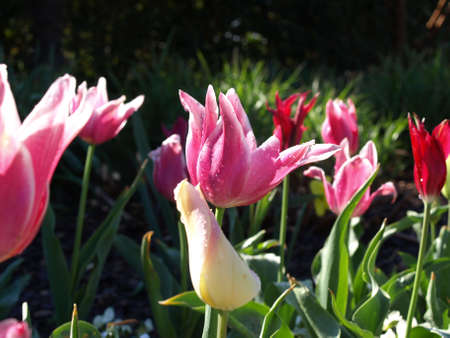 Flower in the tulip bed after a brief rainの写真素材
