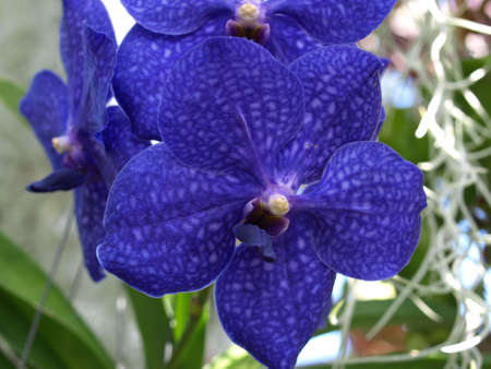 A blue orchid flower shown upcloseの写真素材