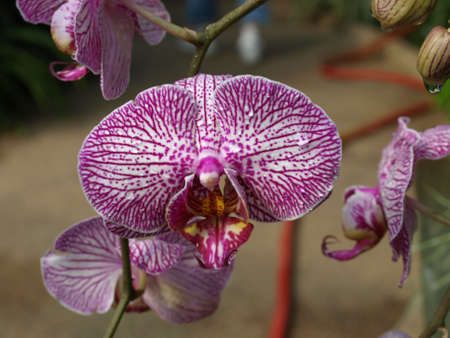 a closeup view of a purple orchid flowerの写真素材