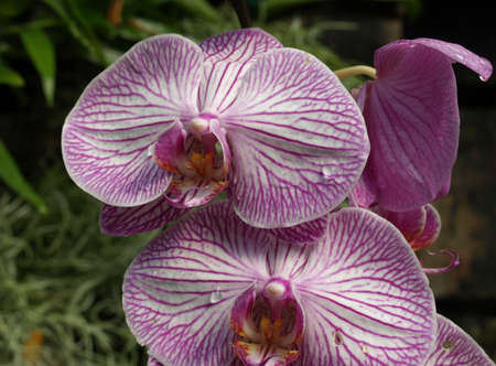A closeup view of large purple orchidsの写真素材