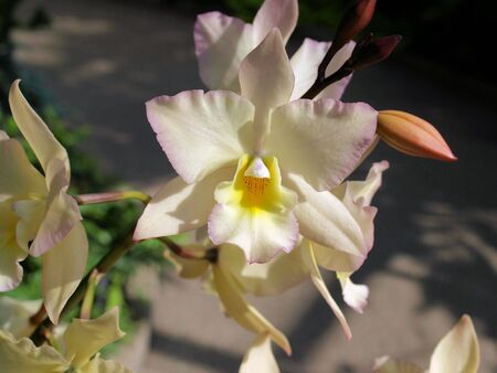 A large white orchid shown up closeの写真素材
