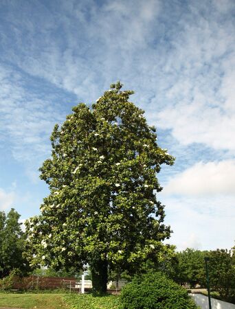 A old southern magnolia tree in the spring time of the yearの写真素材