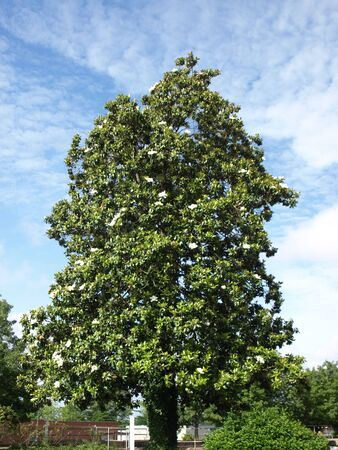 A old southern magnolia tree in the spring time of the yearの写真素材
