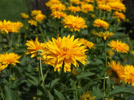 A field of yellow flowers in full bloom during the summerの写真素材