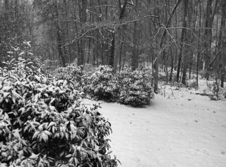 Snow in the woods shown in black and whiteの写真素材