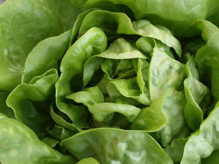 Green kale at a farmers market shown up closeの写真素材