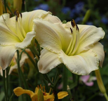 White flower in bloom during the summerの写真素材