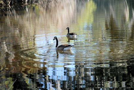Two birds on the pond in a rural lakeの写真素材