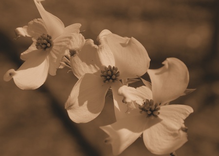 Dogwood blooms shown closeup during the spring of the year. Shown in sepia toneの写真素材