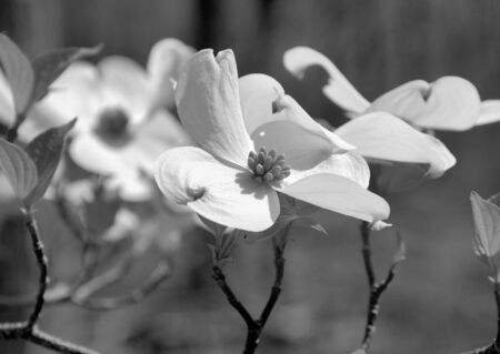 Dogwood blooms shown closeup during the spring of the year. Shown in black and white.の写真素材