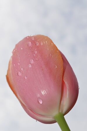 Closeup view of a tulip after a rain storm shown from belowの写真素材