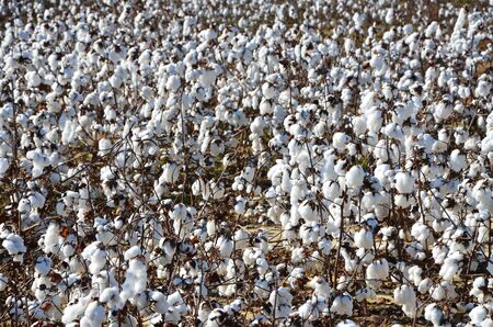 Cotton in the field in rural North Carolinaの写真素材