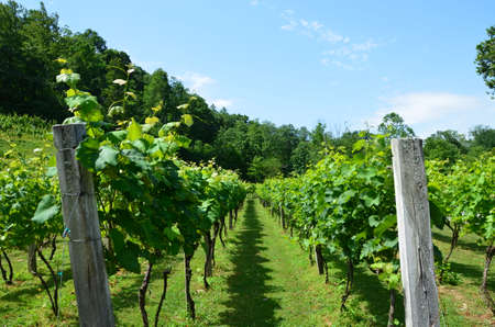 Grapes on the vine in rural North Carolina. Growing in the early summer.の写真素材