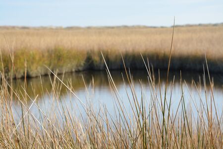 Close up view of grass along a marsh in North Carolina.の写真素材