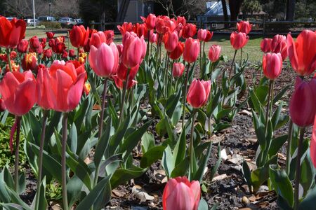 Red and pink tulips in the garden during the spring of the year.の写真素材