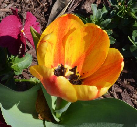 close up view of a golden colored tulip in the garden during the spring of the year.の写真素材