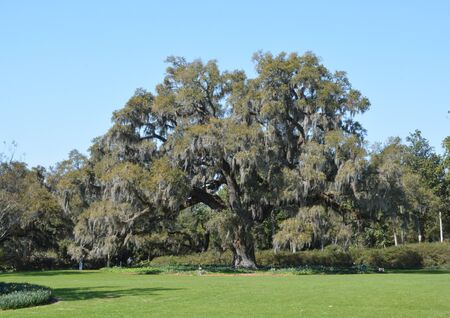A large old oak tree covered with spanish moss. Shown in the spring of the year.の写真素材