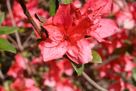 red azalea in full bloom during the spring of the year.の写真素材