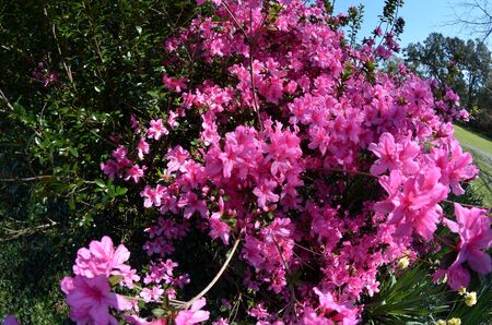 purple azalea in full bloom during the spring of the year.の写真素材