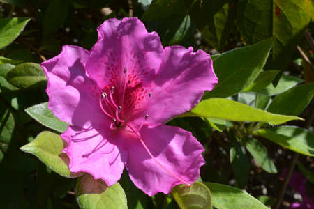 purple azalea in full bloom during the spring of the year.の写真素材