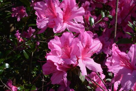 purple azalea bush in full bloom during the spring of the year.の写真素材