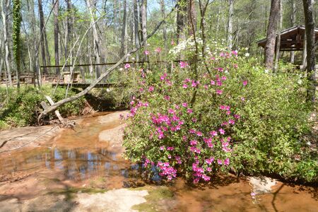 Azaela bush near a small wooded creek bed.の写真素材