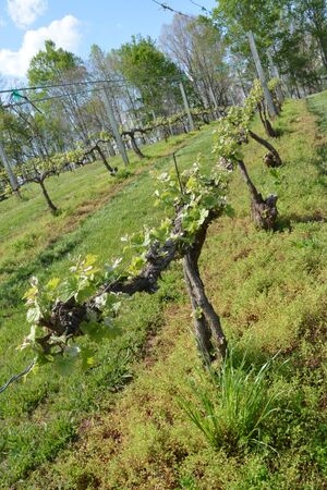 grape vines in early bloom during the spring of the year,の写真素材